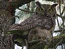 Great horned owl