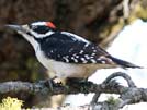 Hairy woodpecker