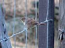 House wren