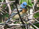 Lazuli bunting