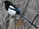 Black-billed magpie