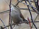 Marsh wren