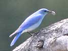 Mountain bluebird