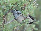 Mountain chickadee