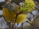 Nashville warbler