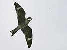 Common nighthawk