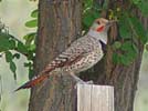 Northern flicker