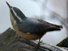 Red-breasted nuthatch