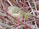 Ruby crowned kinglet