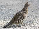 Ruffed grouse