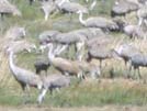 Sandhill crane