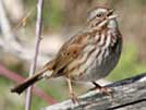 Song sparrows