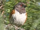 Spotted towhee