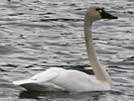 Tundra swan