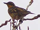 Varied thrush