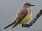 Western kingbird