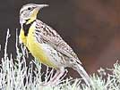 Western meadowlark