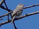 Willow flycatcher