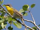 Yellow breasted chat