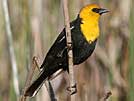 Yellow headed blackbird