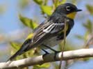 Yellow-rumped warbler