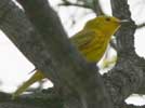 Yellow warbler