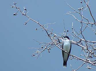 Picture of Eastern kingbird in a hackberry tree