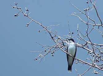 Picture of Eastern Kingbird in a hackberry bush