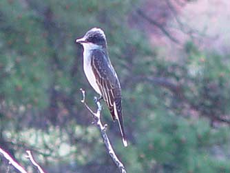 Picture of a Regal Eastern Kingbird perching