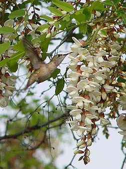 Hummingbird sipping nectar