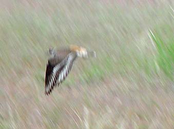 Killdeer flying