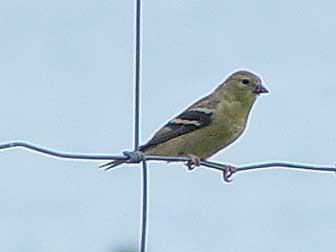 Picture of willow goldfinch perched on a fence
