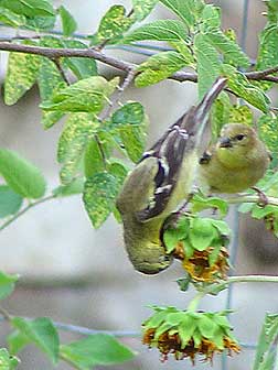 Picture of willow goldfinches eating sunflower seeds