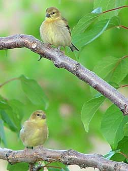 Picture of American goldfinches perched in an apricot tree