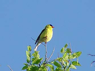 Picture of a male American or willow goldfinch
