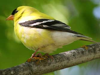 Picture of a male American goldfinch, willow goldfinch or wild canary