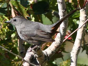 Picture of a gray catbird, Dumetella carolinensis