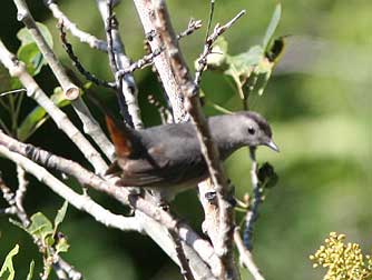 Gray catbird picture