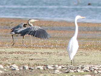 Great Blue Heron with Great Egret