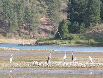 Picture of great egrets in a feeding flock with great blue herons