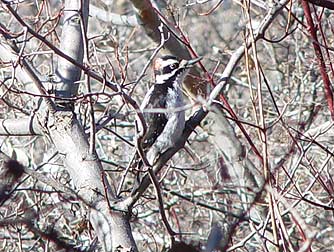 Picture of a hairy woodpecker foraging