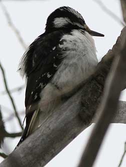 Picture of a Hairy Woodpecker perching