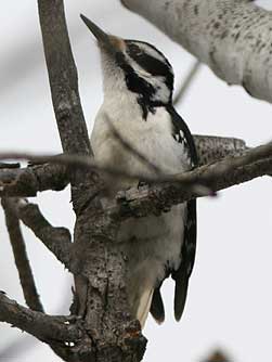Picoides villosus picture - hairy woodpecker