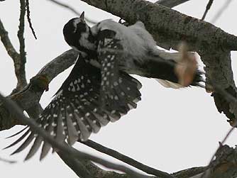 Hairy woodpecker balancing picture