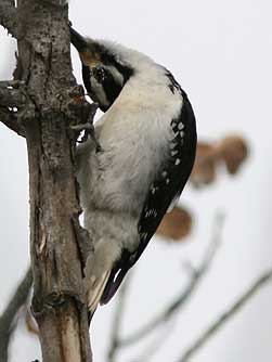 Picture of a Hairy Woodpecker foraging