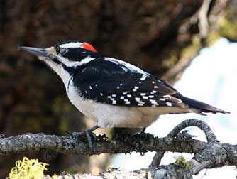 Picture of a hairy woodpecker or Picoides villosus, with big beak