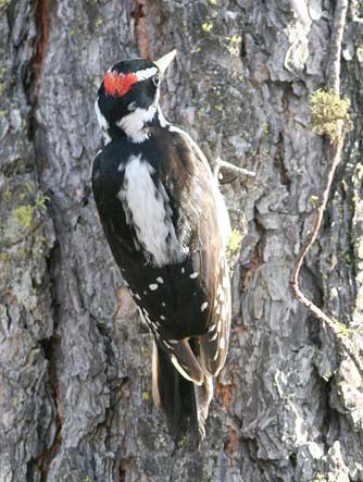 Hairy woodpecker identification - black, white patch and spots, and red on head