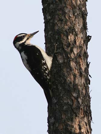 Hairy woodpecker pecking wood