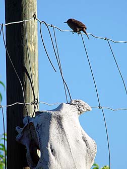 Picture of a house wren above a skull birdhouse
