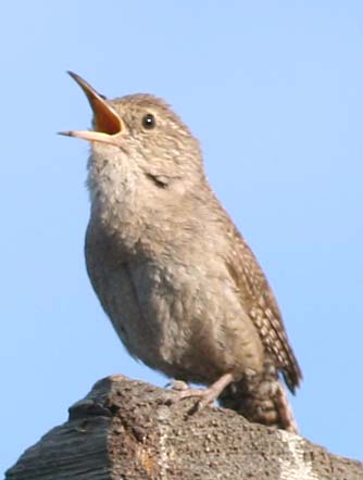 Picture of a house wren perched on a wire